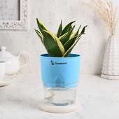 Buy Sansevieria Plant N Vase Combo Online