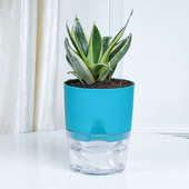 Buy Sansevieria Plant N Vase Combo Online