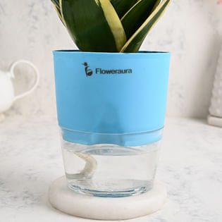 Buy Sansevieria Plant N Vase Combo Online