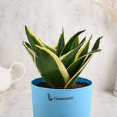 Send Sansevieria Plant N Vase Combo Online
