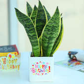 Sansevieria Snake Plant - Air Purifying Plant Indoors in Happy Birthday Vase