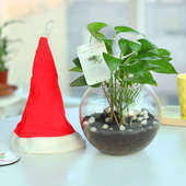 Santas Fortune Greetings - Good Luck Plant Indoors in Gola Vase with Christmas Cap