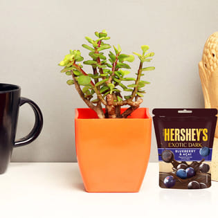 Sar Corporate Product