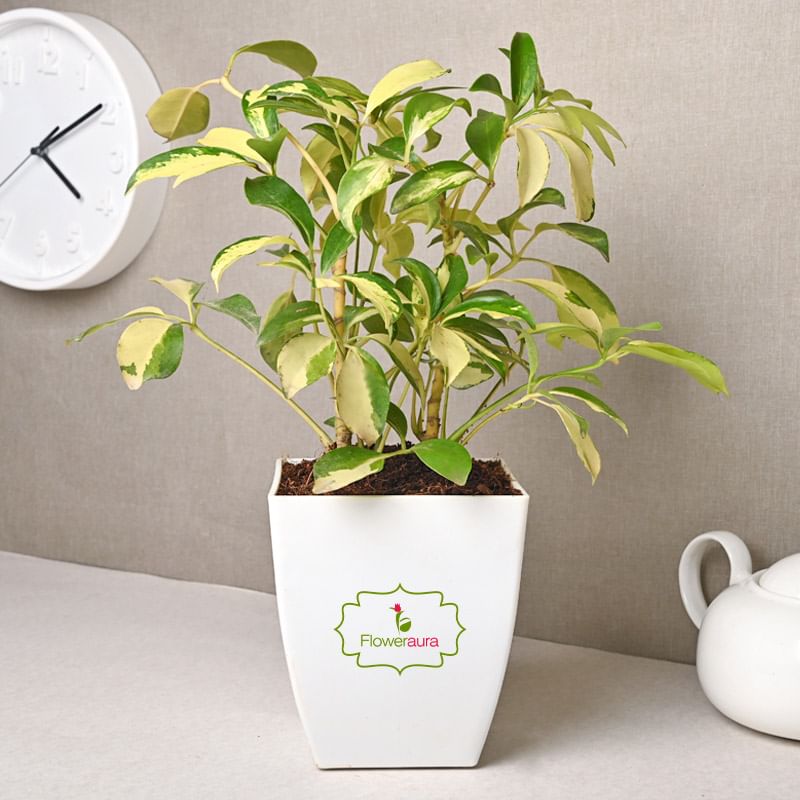 Schefflera Plant