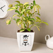 Schefflera Plant N Vase Combo