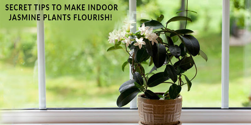 Secret Tips to Make Indoor Jasmine Plants Flourish