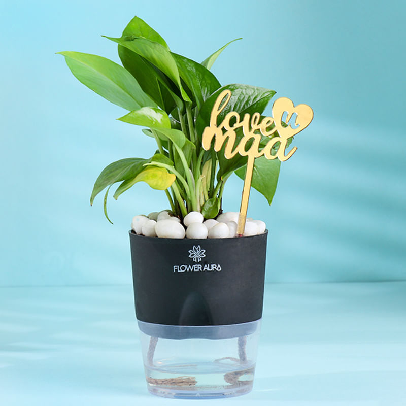 Self Watering Money Planter for Mum