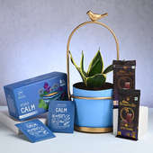 Sensveria In Blue Bird Pot With Choco Bars N Tea Bags
