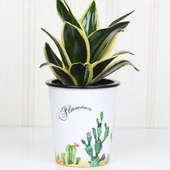 Sensveria Milt Cactus Vase
