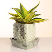 Sensveria Milt Plant with Triangular Vase