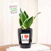 Sensveria Mini Plant For Mother's Day