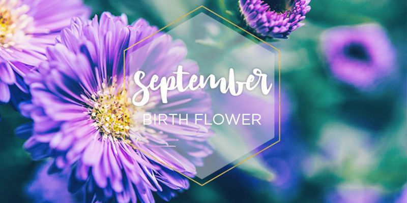 September Birth Month Flowers