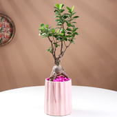 Serene Bonsai In Pastel Pot