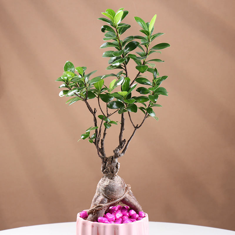 Product Image Video