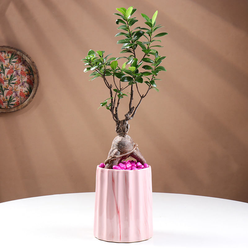 Product Image Video