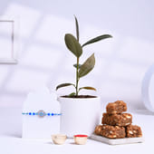 Serene Evil Eye Rakhi With ZZ Plant N Dhoda Burfi