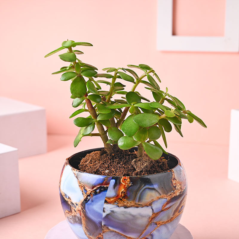 Order Serene Jade Plant Online