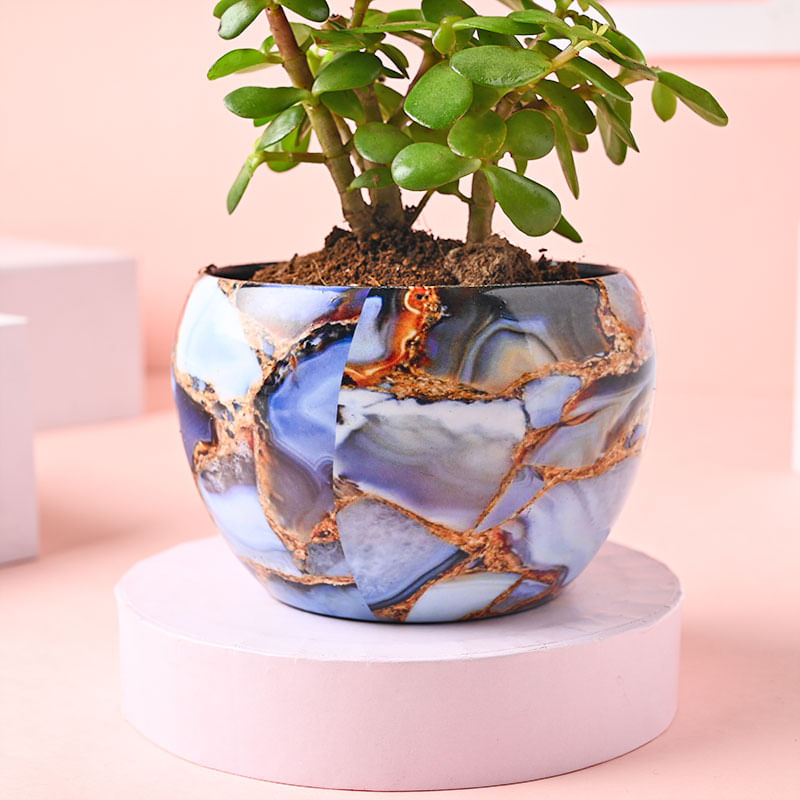 Serene Jade Plant Online