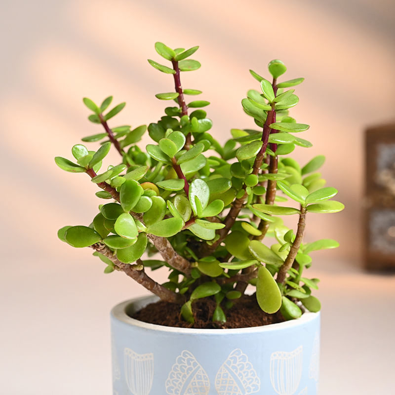 Buy Jade Plant Online