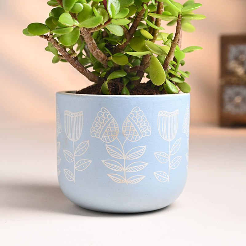 Jade Plant Online