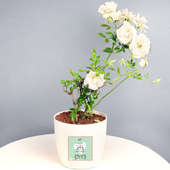 White Rose Plant for Valentine