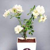 Order White Rose Plant Online