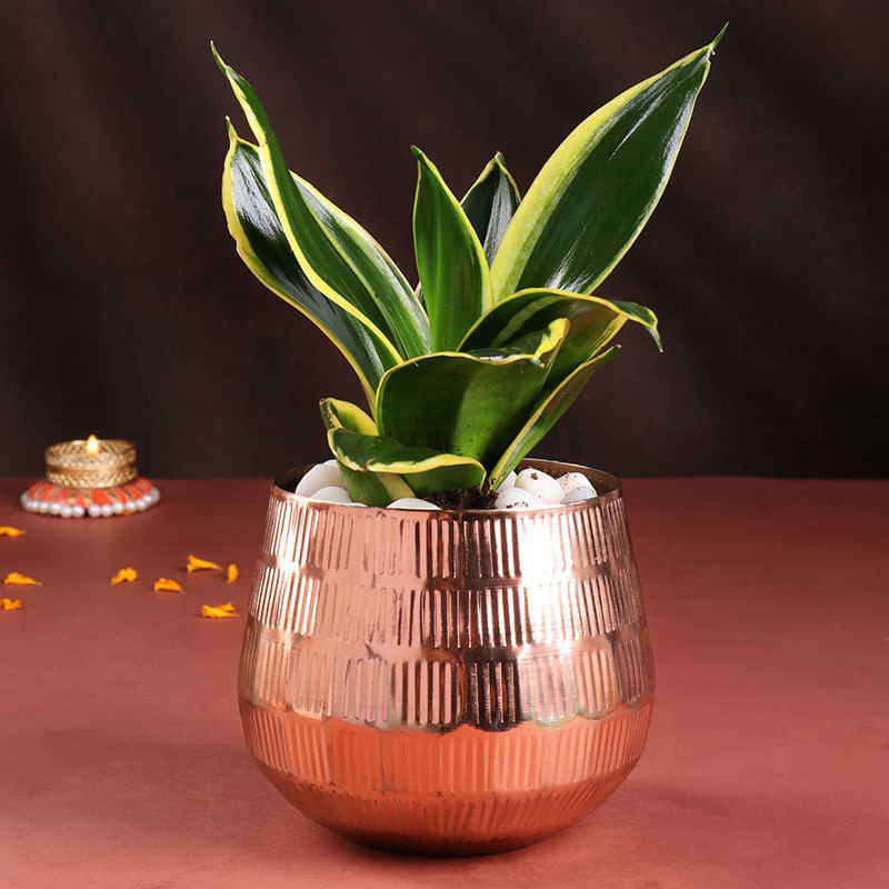 Product Image Video