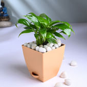 Serene Peace Lily Charm
