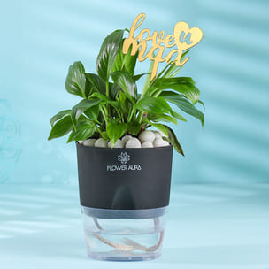 Serene Peace Lily Self Watering Planter For Mum
