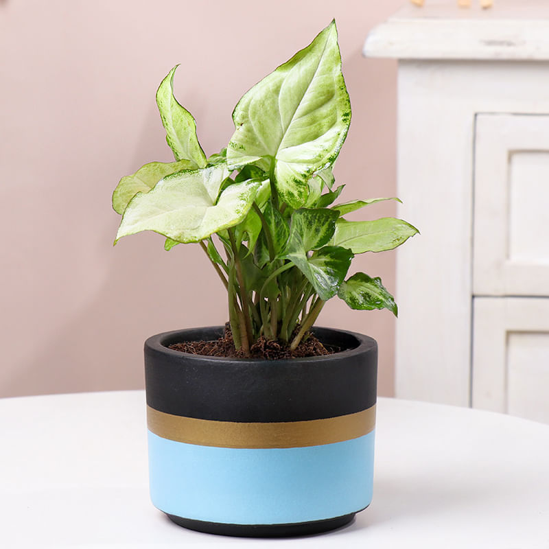 Serene Syngonium In Dual Tone Pot