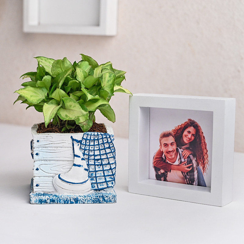 Serene Syngonium Plant Combo