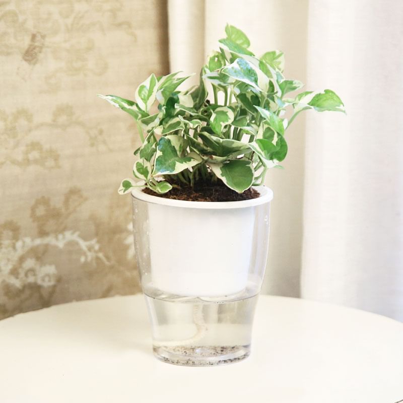 Buy Serene White Pothos Online