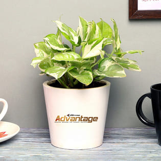JK Advantage Pothos Product