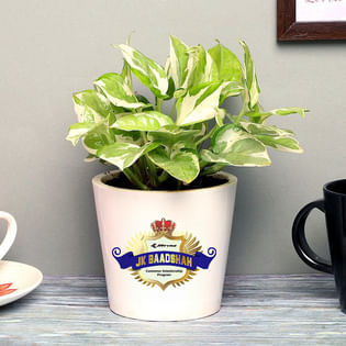 Jk Badshah Pothos Product