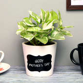 White Pothos Plant in Mothers Day Printed Vase