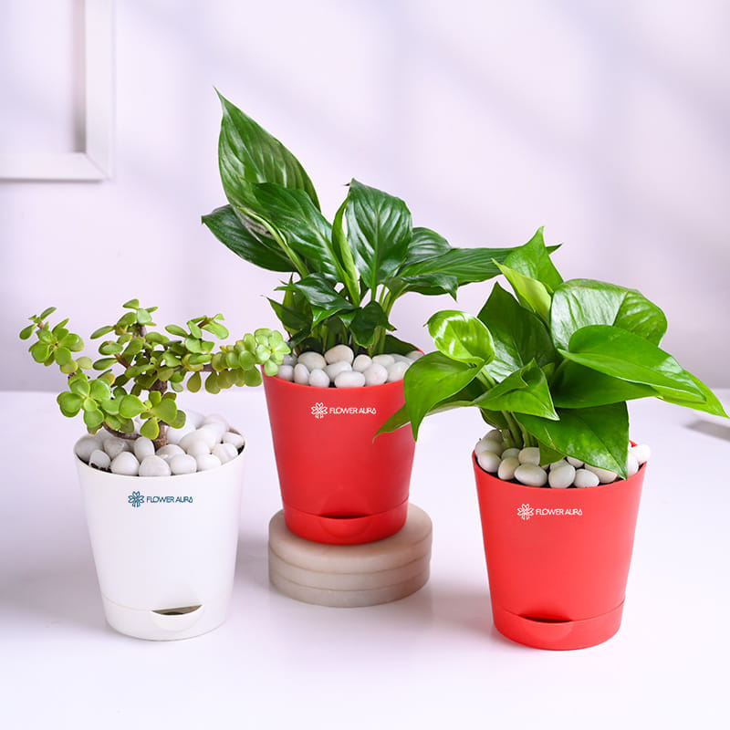 Set Of Three Indoor Plants In Taper Pots