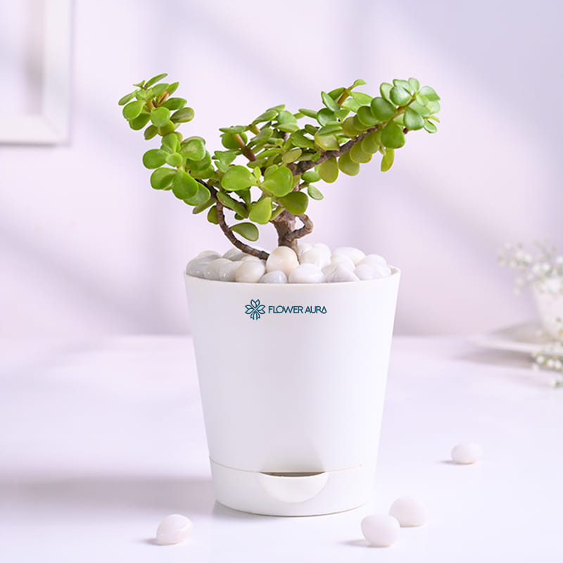 Set Of Three Indoor Plants In Taper Pots