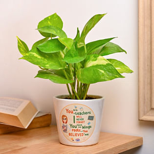 Shikshak Money Plant