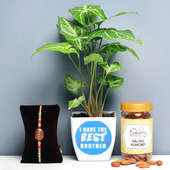 Foliage Indoor Plant Height - 7 Inches Approx along with Blossom Vase Height: 3.5 Inches and One Designer Rakhi with Salted Almonds in a Plastic Container