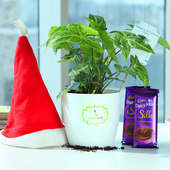 Silky Santa Wishes - Foliage Plant Indoors in Rhonda Vase with Christmas Cap and 2 Dairy Milk Silk