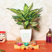Silver Aglaonema N Diyas - Air Purifying Plant Indoors in Floweraura Chatura Vase with Set of 5 Diyas