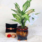 Silver Aglaonema With Designer Rakhi - One Designer Rakhi with Air Purifying Plant in Three Leg Antique Vase