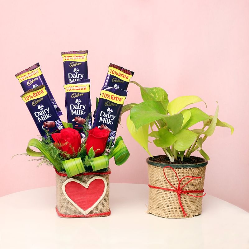 Silver Dollar Luscious Combo - Good Luck Plant Indoors in Jute Wrapped Plastic Vase and 6 Dairy Milk Chocolates with 2 Red Roses