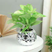 Silver Potted Money Plant
