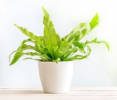 Plants