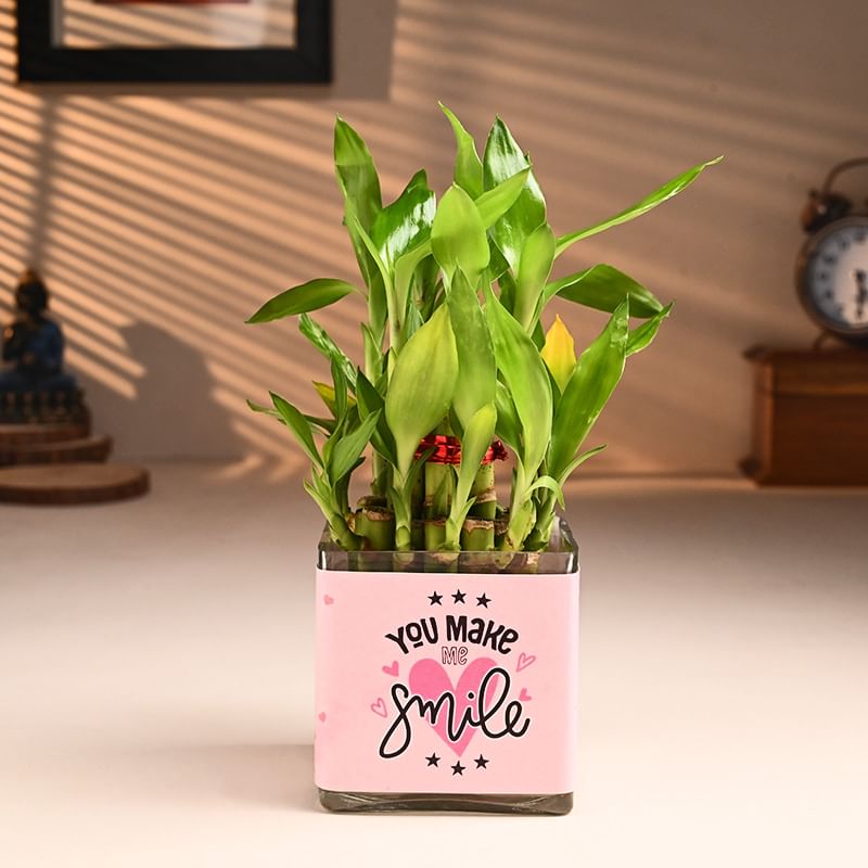 Smiling Bamboo Plant Online in Square Glass Vas