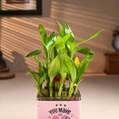 Smiling Bamboo Plant Online in Square Glass Vas