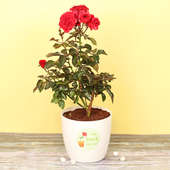 Smitten With Love - A Red Rose Plant