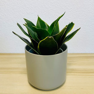 Snake Plant Emerald Star in Matte Pot