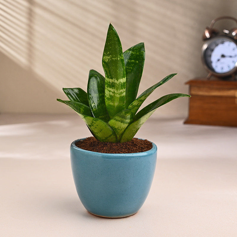 Snake Plant In Blue Ceramic Pot